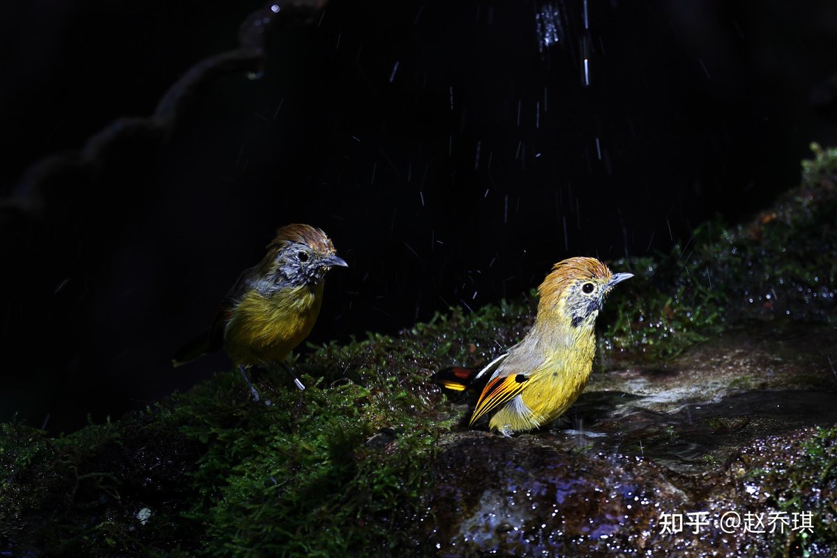 ClassicVoicncc's tweet photo. The little woodpecker pecks at the trunk, filters tiny pests, and finally drills a small hole, looking truly unique among the forest birds.， https://t.co/DnfB8hxza6