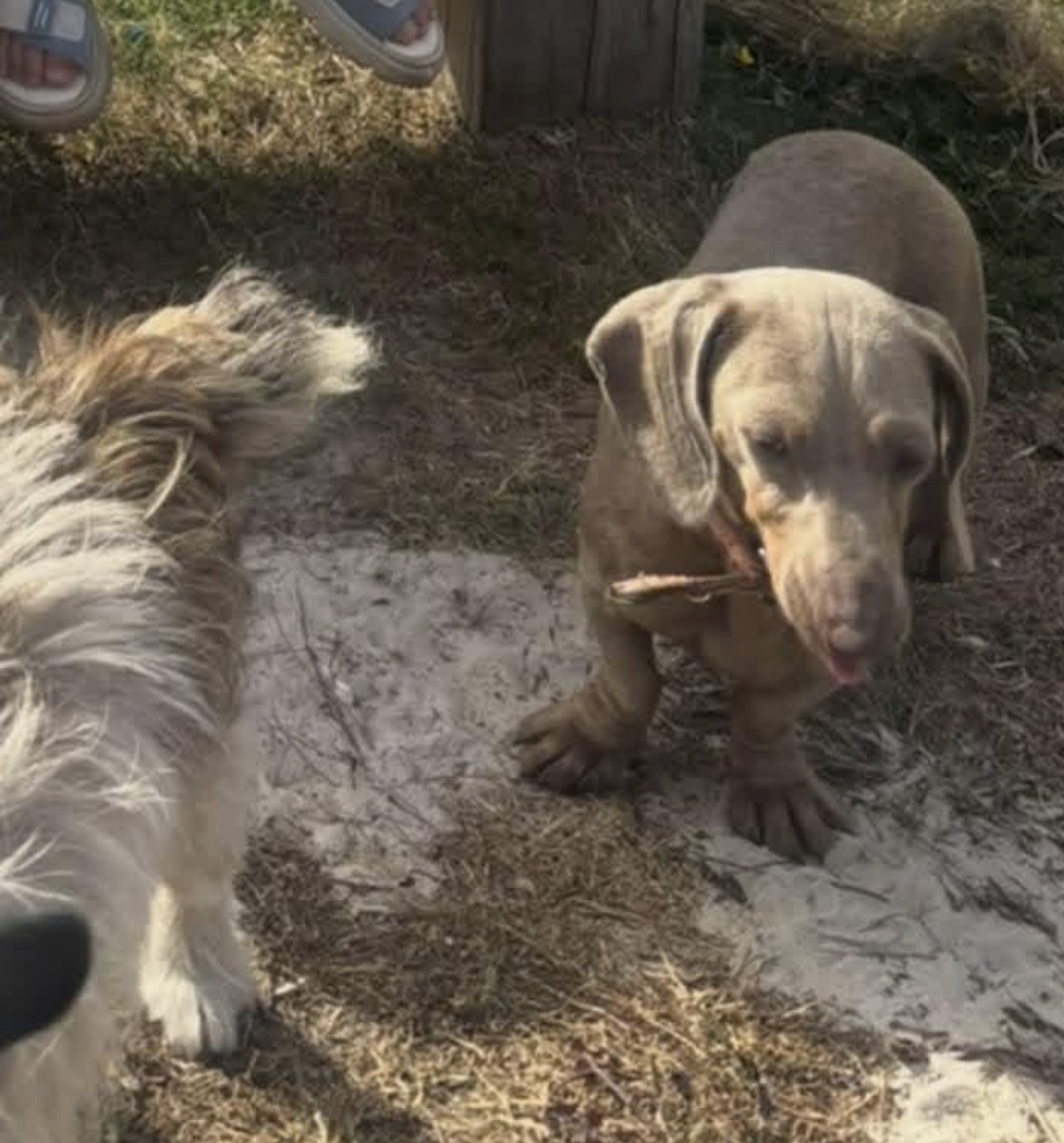 millypod1's tweet photo. 🆘1 OCT 2026 #Lost PATCH &amp; SKY #ScanMe 
Jack Russell Terrier Female &amp; Dachshund type
Gibbs Lane #Oakhanger #ShortheathCommon
County #Bordon East #Hampshire #GU35
https://t.co/Tu8QyFq589 https://t.co/WwBuwQjsY1