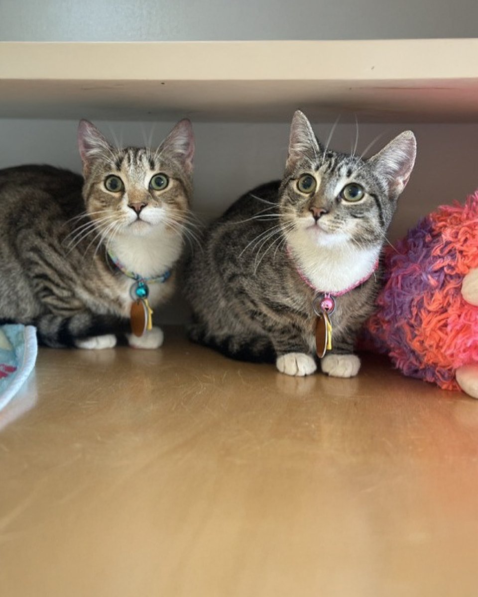 AnimalLeague's tweet photo. 🐾 Meet bonded siblings Mitochondria #D47126 and Centriole #D47127!

Mitochondria and Centriole share a sordid past that they’re hoping they can put behind them, but the newness of shelter life left them feeling a bit overwhelmed and longing for the only life they ever knew before they were abandoned.

Mitochondria emerged with confidence once he saw how much indoor living could mean for them. Never worrying about their next meal or safety from outside dangers? Playtime with furiends? Yes please! 🐾

While Centriole still carries her concerns, she’s been perking up for pets and treats. It’s only a matter of time before she abandons all fears and joins in on the playtime parties she watches with interest from the sidelines.

Every day brings new accomplishments for these 6-month-old bonded siblings. Why not include yourself in their story? ❤️ #getyourrescueon #biancasfurryfriends #caturday 

For those keeping score (😀):  Centriole is on the left and Mitochondria is on the right.