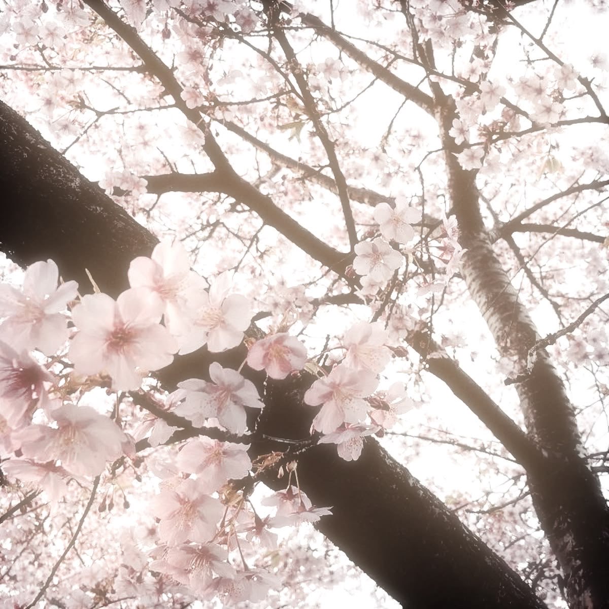 078zack's tweet photo. 🩰⋅October 🌸・₊✧ 
   .𖥔 ݁ ˖ accountability thread .𖥔 ݁ ˖ 

𐔌⌗An’s Plan to fit in ma old clothes.ᐟ

like / rt appreciated 💌 #edtwt https://t.co/tzix7AxcYk