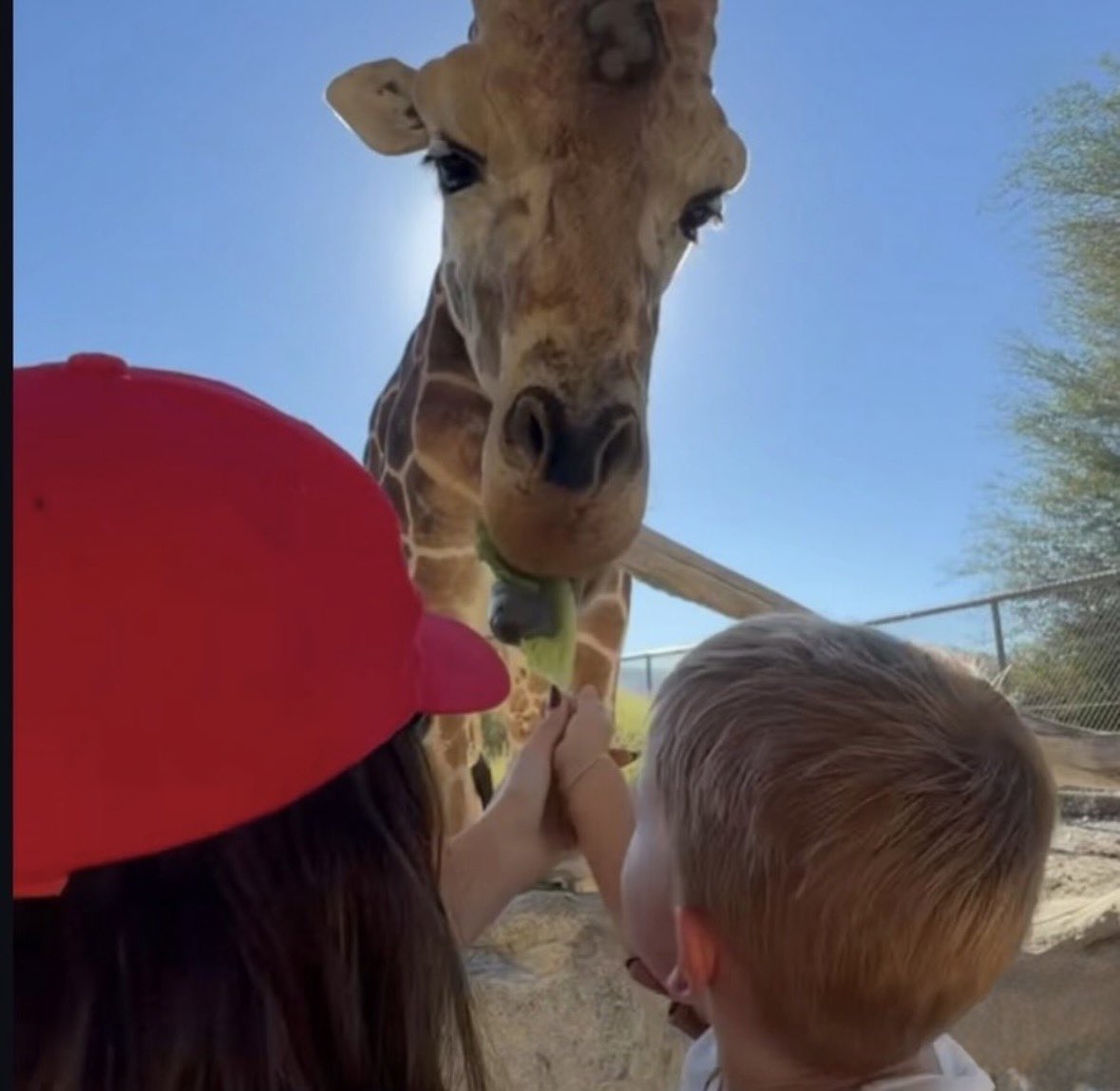 bizzelcrf's tweet photo. Baby jack tá grande demais, que fofos minha família no zoológico 😭😭😭 https://t.co/ReFYdbeZu1