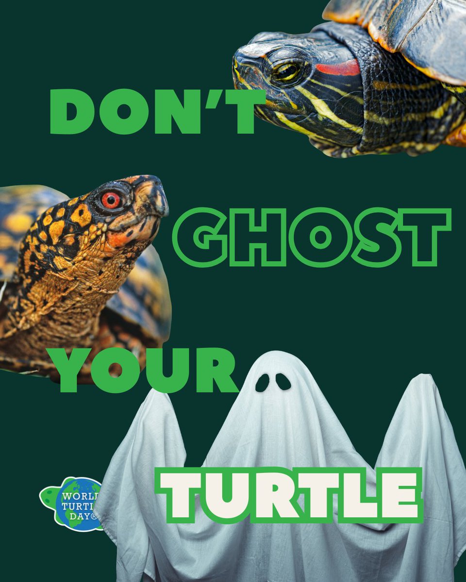 WorldTurtleDay's tweet photo. While we want to make sure to keep wild turtles wild, please don't ghost the turtle you've taken in as a pet! Turtles & tortoises are often a lifelong commitment, and we understand that things come up where you can no longer care for them. Releasing them into the wild (even if they were once part of that environment) can be harmful to the natural ecosystem, spread disease to local populations, and more likely than not, your turtle bud can no longer survive in the wild. Please fine a reputable rescue who can help you with relocating your bud! We've started a nationwide list of resources and people to call, but it's not exclusive to what's available. https://t.co/Dl6agSopT1

And if you're a rescue or resource or vet or nonprofit or organization that can help please submit your information so we can continue building this list out!