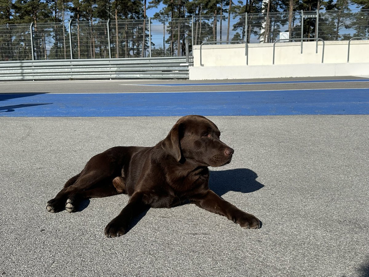 GotlandRing_RTC's tweet photo. What a lovely day @gotlandring_race_circuit Welcome on Sunday or the upcoming weekends #gotlandring #trackday #racetrack #gotland #racecircuitgotland 🏎🏍🏁🔆🐶 https://t.co/bDNYlb11Rb