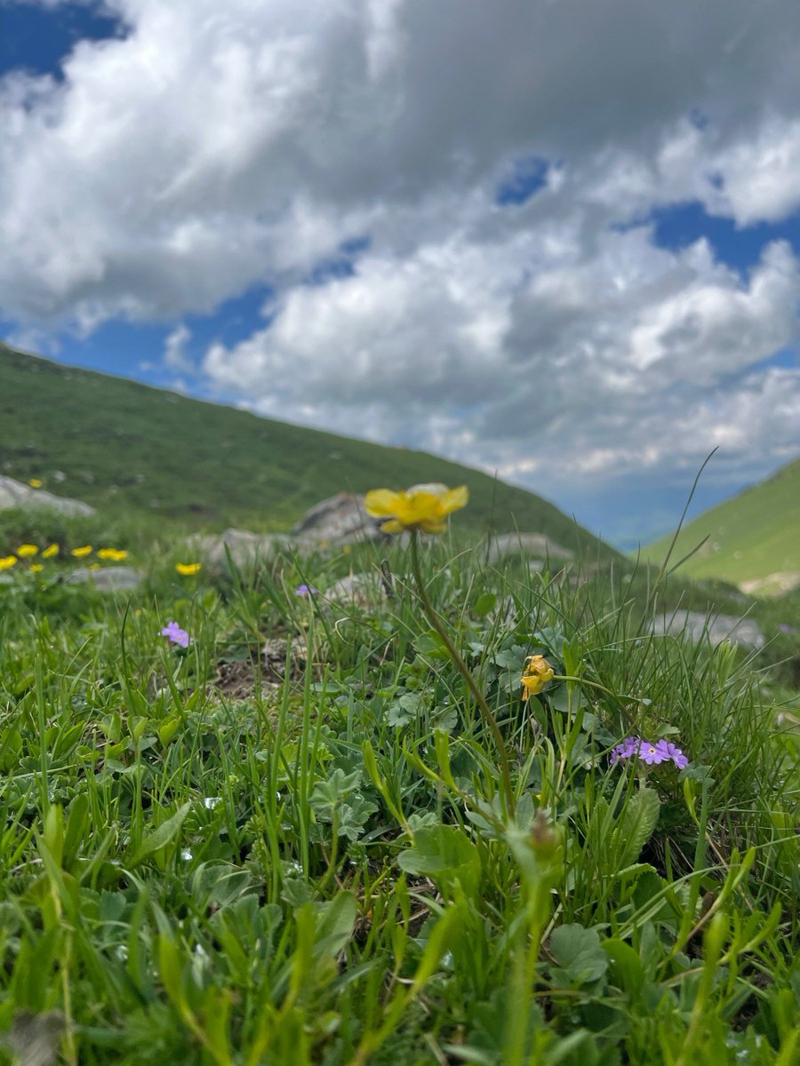 AliceStephhqtc's tweet photo. As spring’s thistle pushes through the early path, the powerful Teramont charges ahead with fresh momentum. https://t.co/UwM066RCwn