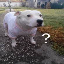 Sprmato_phy_tha's tweet photo. @elitglobal34 What the dog saying. https://t.co/3qvOwmkpFM