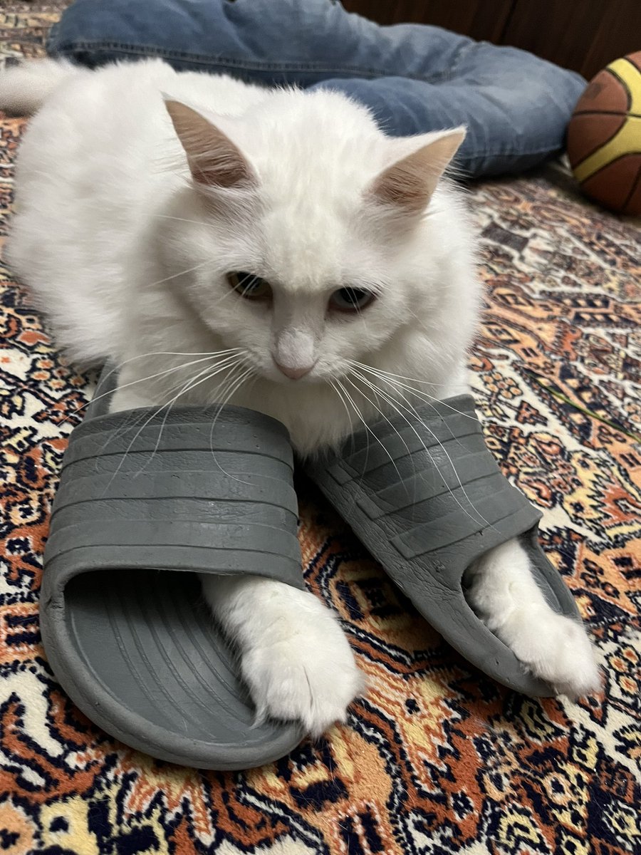 sakuraitobu's tweet photo. patilerini terlige sokup  saatlerce boylr yatiyor bundan ne keyif aliyorsun bilmiyorum ama asiri rahatsiz edicisin dhenenndnsnsndn https://t.co/5Lcbr2kS5w