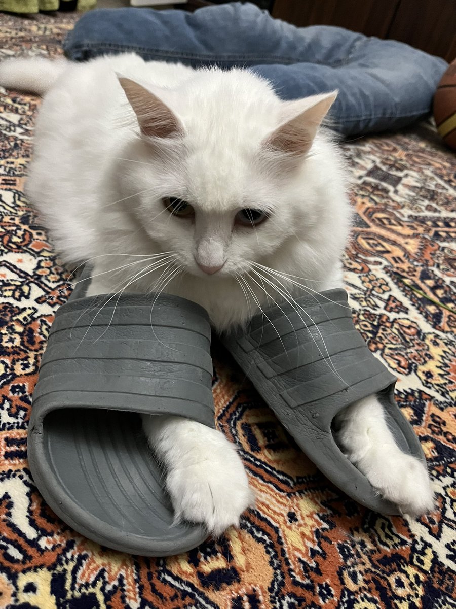 sakuraitobu's tweet photo. patilerini terlige sokup  saatlerce boylr yatiyor bundan ne keyif aliyorsun bilmiyorum ama asiri rahatsiz edicisin dhenenndnsnsndn https://t.co/5Lcbr2kS5w