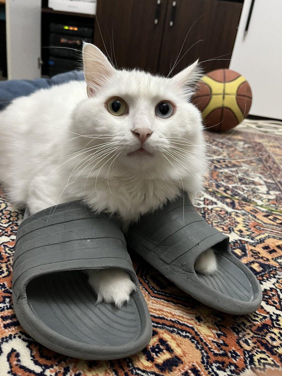 sakuraitobu's tweet photo. patilerini terlige sokup  saatlerce boylr yatiyor bundan ne keyif aliyorsun bilmiyorum ama asiri rahatsiz edicisin dhenenndnsnsndn https://t.co/5Lcbr2kS5w