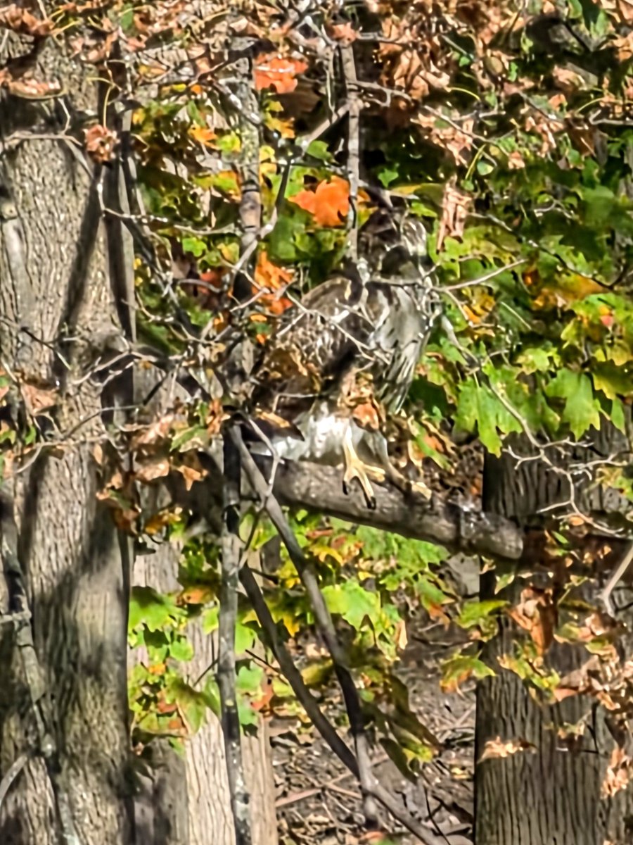 wrckDnRck's tweet photo. Can you find the Osprey?

3/5 Chinooks this morning.  All males, all caught on hardware.

けさ、キングサーモンを3匹釣ったよ。ぜんぶ オスだった。ドラグのおとが鳴りまくった!

#釣り
#fishing https://t.co/KlxXMCsOzT