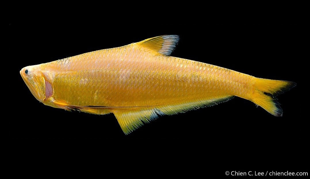 kuroiusagi_'s tweet photo. Setipinna breviceps
東南アジアの黄金ツマリエツ https://t.co/Y77rucjFa9