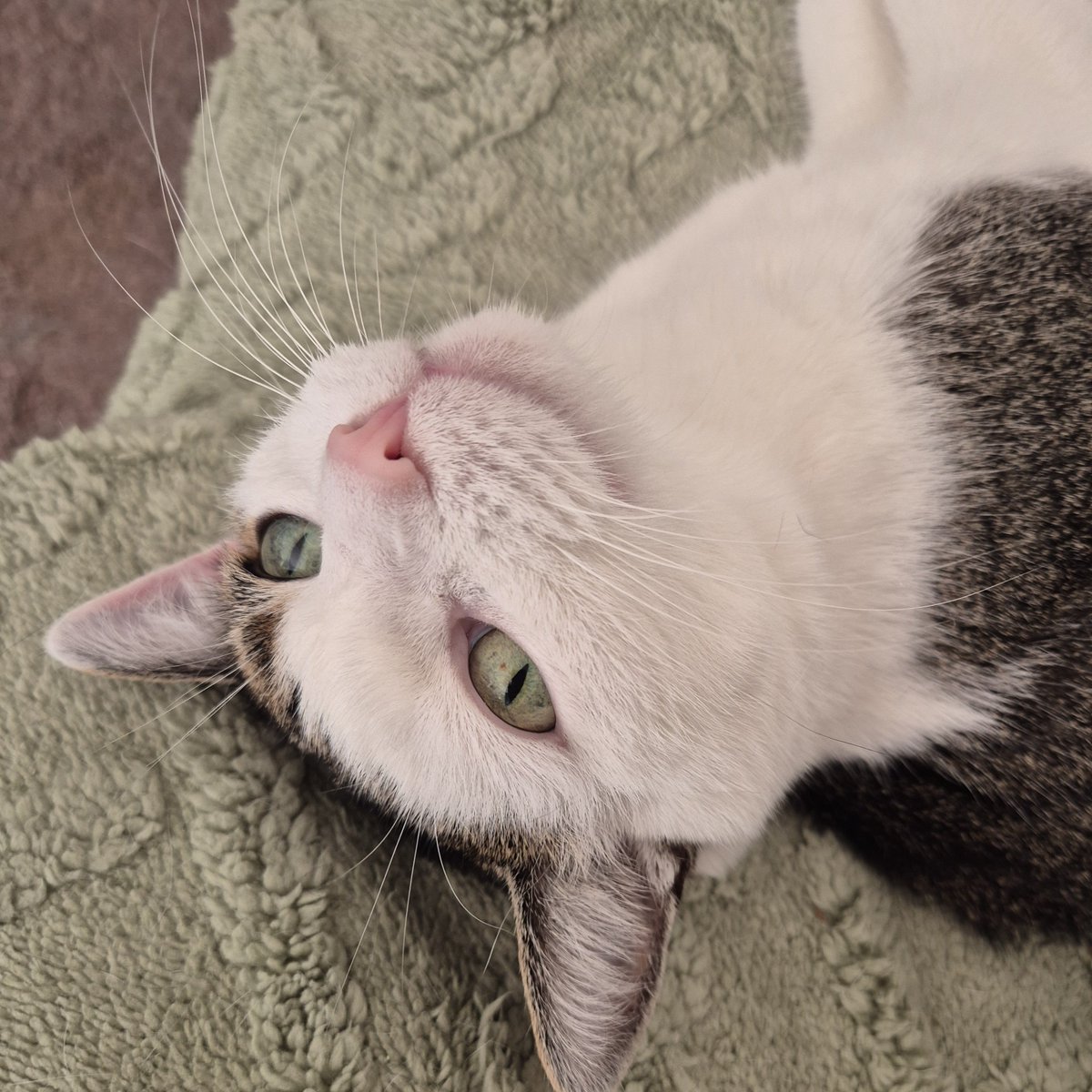 strawnelli's tweet photo. izzy's eyes and the blanket are the same color 🥹 https://t.co/TUg0Yvz4oZ