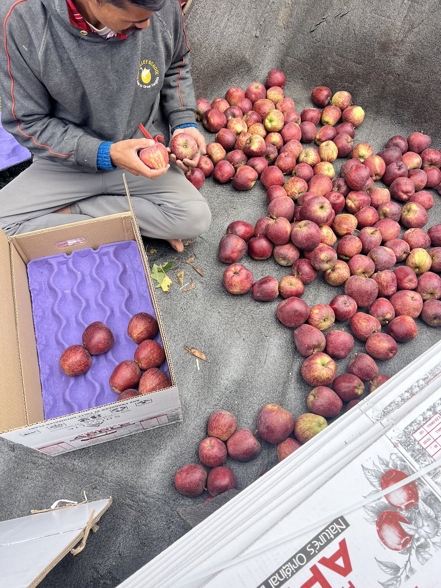 iamanthakur's tweet photo. We are taking order.
Delivery pan india
Farm to table
Dm or WhatsApp to book your apples-9041688009 https://t.co/ayOzMeldDL