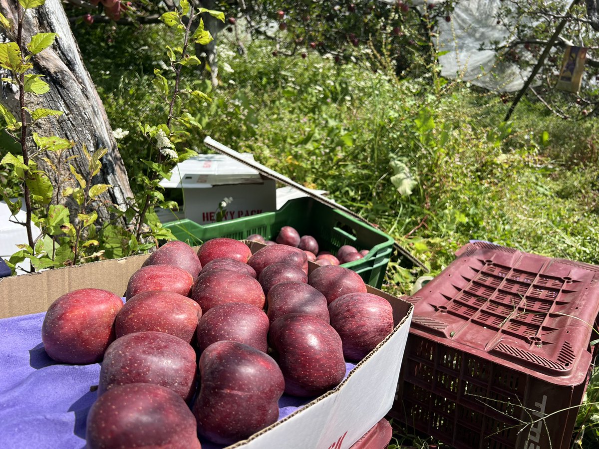 iamanthakur's tweet photo. We are taking order.
Delivery pan india
Farm to table
Dm or WhatsApp to book your apples-9041688009 https://t.co/ayOzMeldDL
