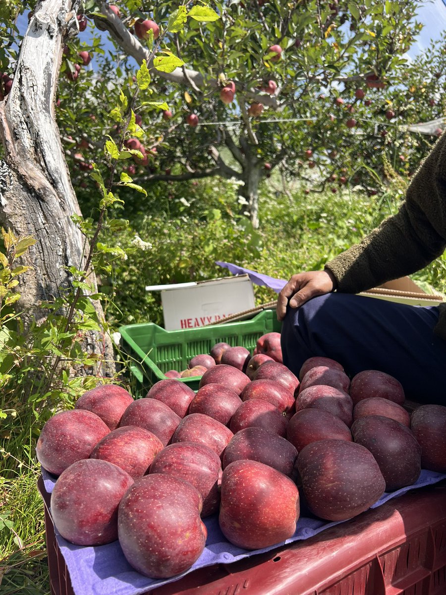 iamanthakur's tweet photo. We are taking order.
Delivery pan india
Farm to table
Dm or WhatsApp to book your apples-9041688009 https://t.co/ayOzMeldDL