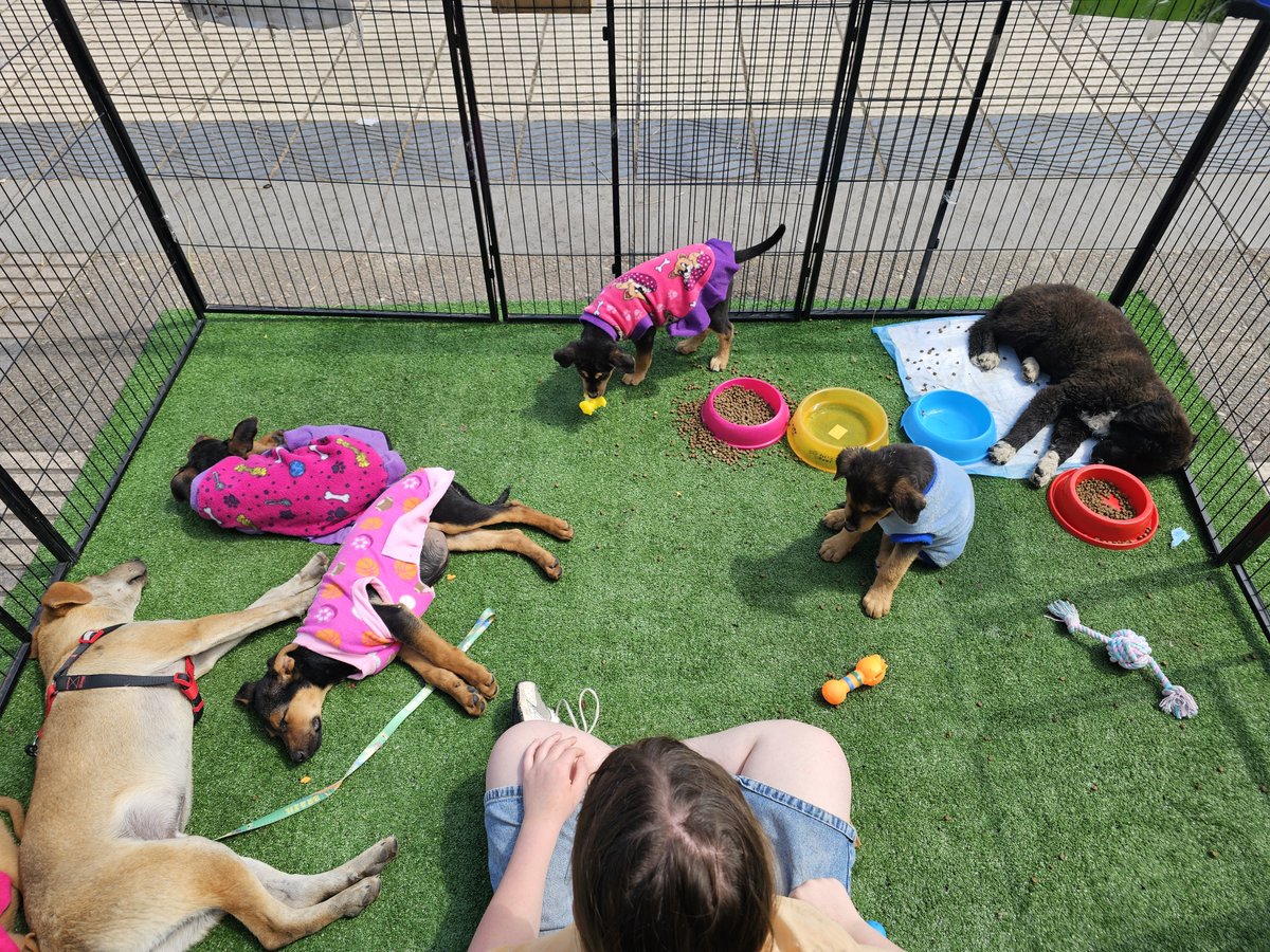 sol_palacios_m's tweet photo. Ya estamos afuera del mall plaza egaña a pasos del metro egaña. Para que vengan adoptar. Tienen 2 vacunas y algunos 1 dosis. Estaremos hasta las 20.00 pm💕🐾🏡🐕 https://t.co/cd5NBBMAep