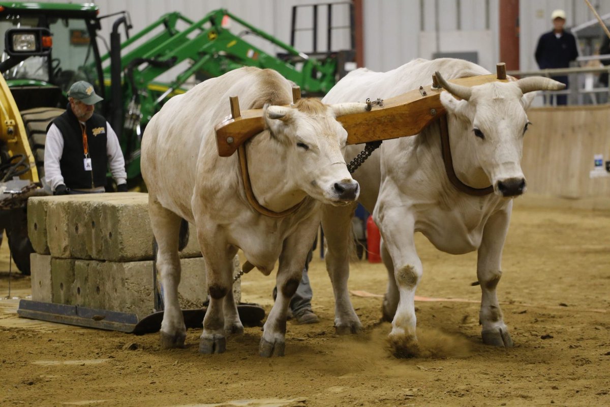 IgnisNuntius's tweet photo. @IfindRetards Tradesmen and builders can’t do it all with rickshas! 
They must use horses, mules, and for the heaviest construction cargo, oxen teams! https://t.co/KTWlQQsZjd