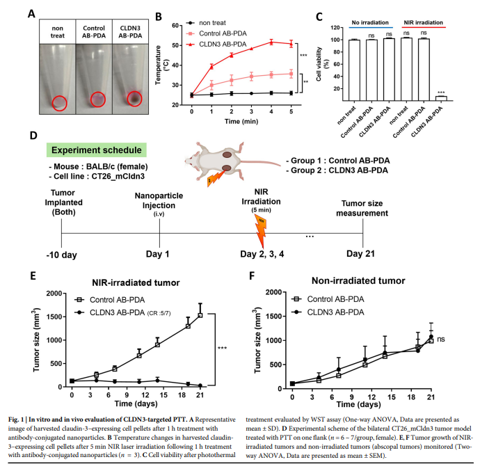 AponiaAnalytics's tweet photo. 🦉The stronger immune response created its own resistance.

Photothermal therapy killed the treated tumor but did little to distant lesions. Adding tumor-targeted IFN-β changed the biology: cDC1s expanded in draining lymph nodes, CD8⁺ T cells accumulated in untreated tumors, and systemic immune memory emerged.     

But the same immune activation also pushed PD-1 upward on infiltrating CD8⁺ T cells and PD-L1 on tumor-associated MoDCs. In other words, successful priming generated its own brake. Adding PD-1 blockade then produced deeper systemic tumor control and durable protection after rechallenge.     

That is the more interesting lesson: in immunotherapy, resistance may sometimes be a consequence of getting the first step right. 

The next bottleneck only becomes visible once immunity is strong enough to expose it.
#immunotherapy #T_cell #dendritic_cell #PD1
https://t.co/MTHL149d2H