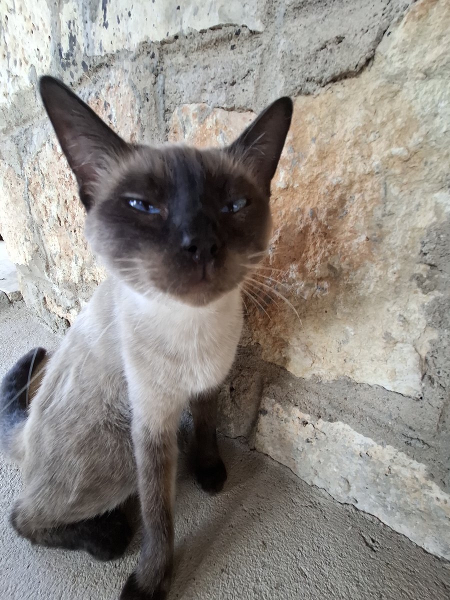 yomateus's tweet photo. Queria muito ter entrado no gatos em silêncio pra postar o gato desconfiado da uern https://t.co/FBM0ZtayGw