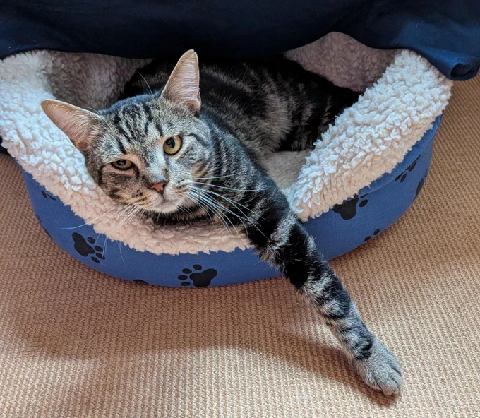 Jelly Beans the cat on a cozy cat bed