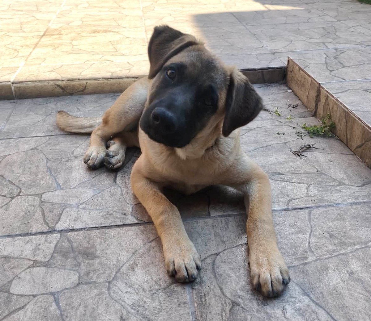 eltuitdemarsh's tweet photo. Loky, de 5 meses, en adopción responsable. Fue rescatado y adoptado, pero pronto será devuelto. Durante 3 meses conoció el calor de un hogar y no quieren que vuelva a sentirse abandonado. Si deseas darle un hogar para siempre, comunícate al +56934976322. Favor RT!
#Paine https://t.co/cJWc9Dzl1K
