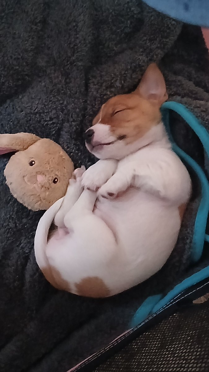 Goonerbar's tweet photo. Our new baby happy out 🐶❤️ https://t.co/RHmNh3Jfgg