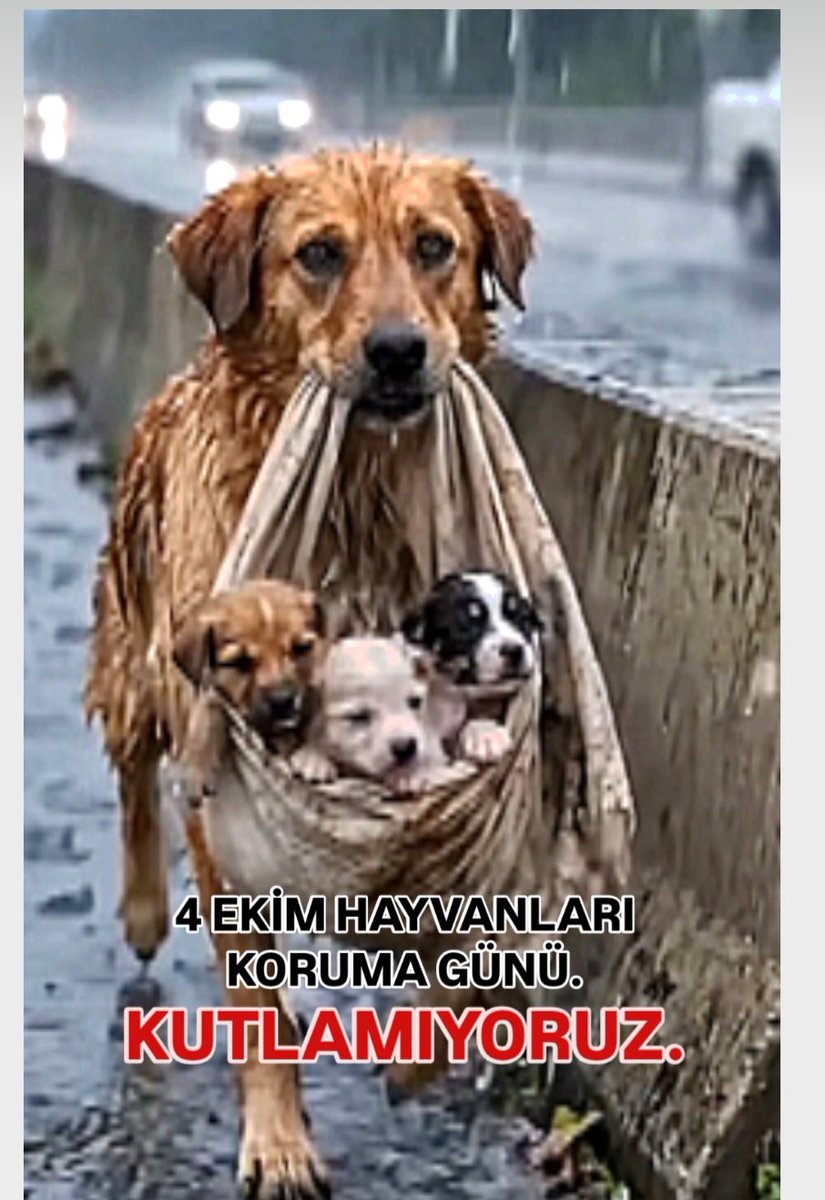 YaseminSayin19's tweet photo. BENİM YAŞAM ALANIMDA SOKAKLARDA TEK BİR KÖPEK KALMADI. NEYİ KUTLUYAYIM.? https://t.co/atXazhD69r