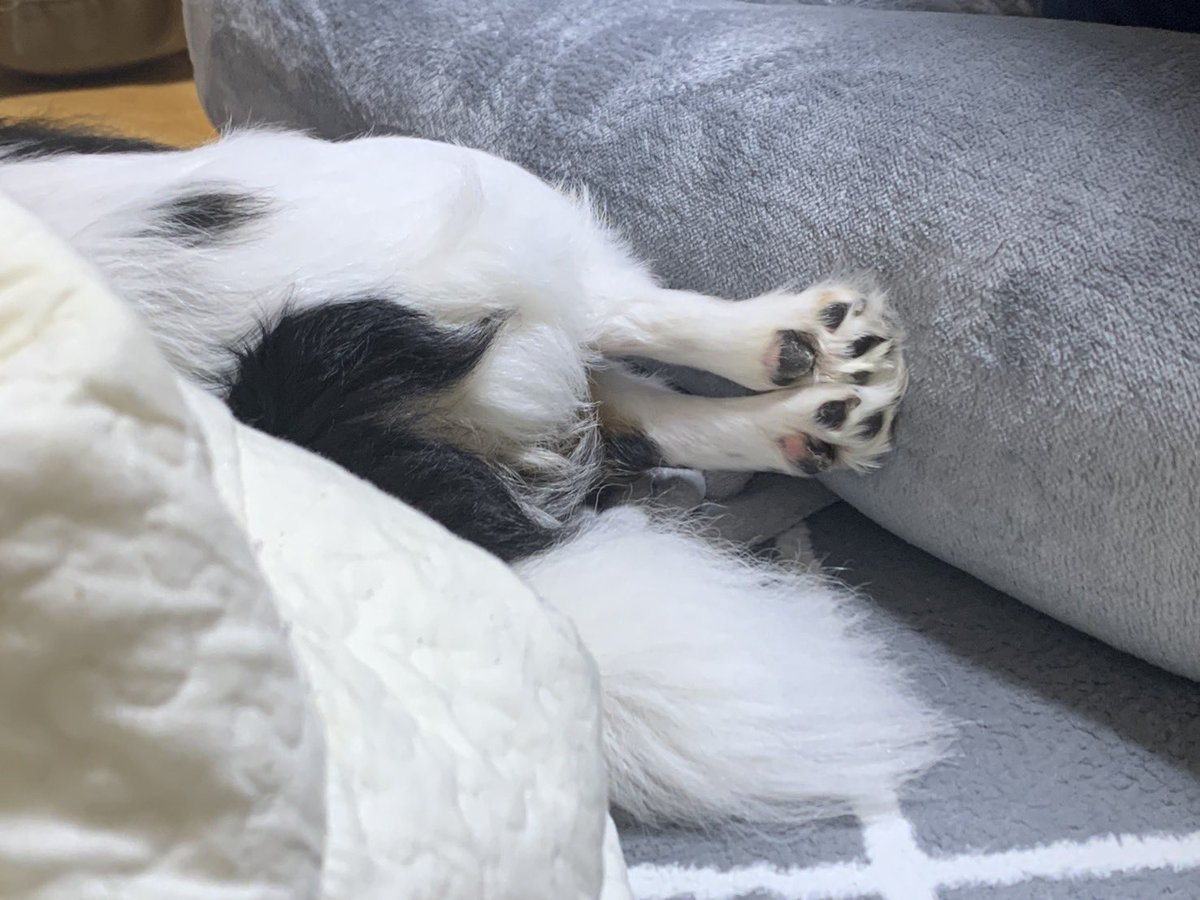 0417_anemone's tweet photo. チキンレッグ？ https://t.co/p6GfDKrwXA