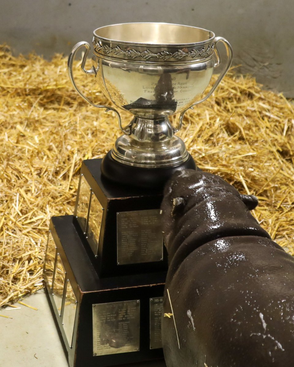 TheTorontoZoo's tweet photo. Maple’s got her eyes on the Cup 👀🏆🦛

Good luck to the @TorontoMarlies as they kick off their season at tonight’s Home Opener! 💙🏒 https://t.co/dNXgGsZUSX
