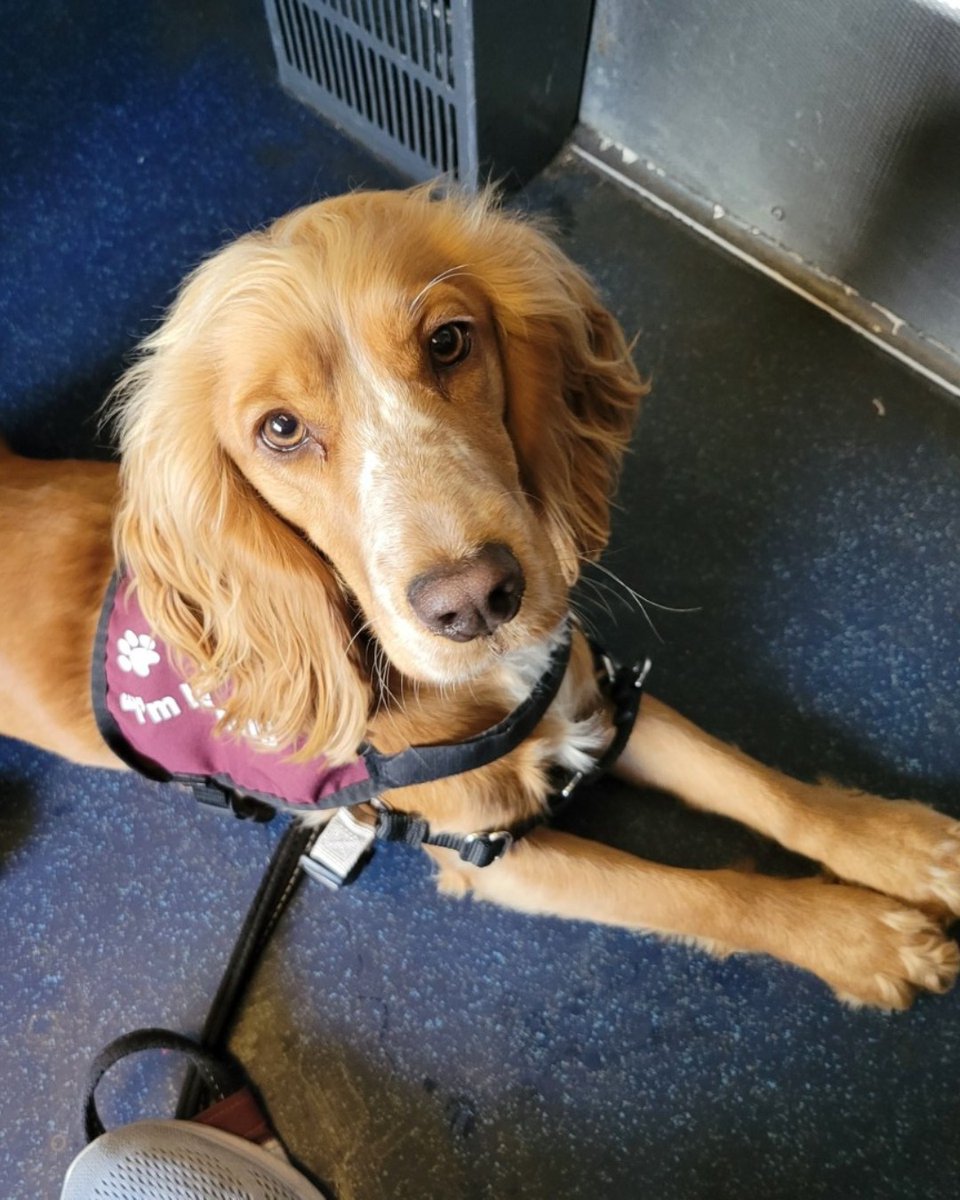 HearingDogs's tweet photo. All aboard! 🚆

Going on public transport is a crucial stage in hearing dog training in case Ada's future deaf partner travels by train.

Our clever pup settled amazingly well, and was completed unfazed by the strange sounds and movements on the train. 

Well done Team Ada! 👏 https://t.co/L4IMUkZrLc