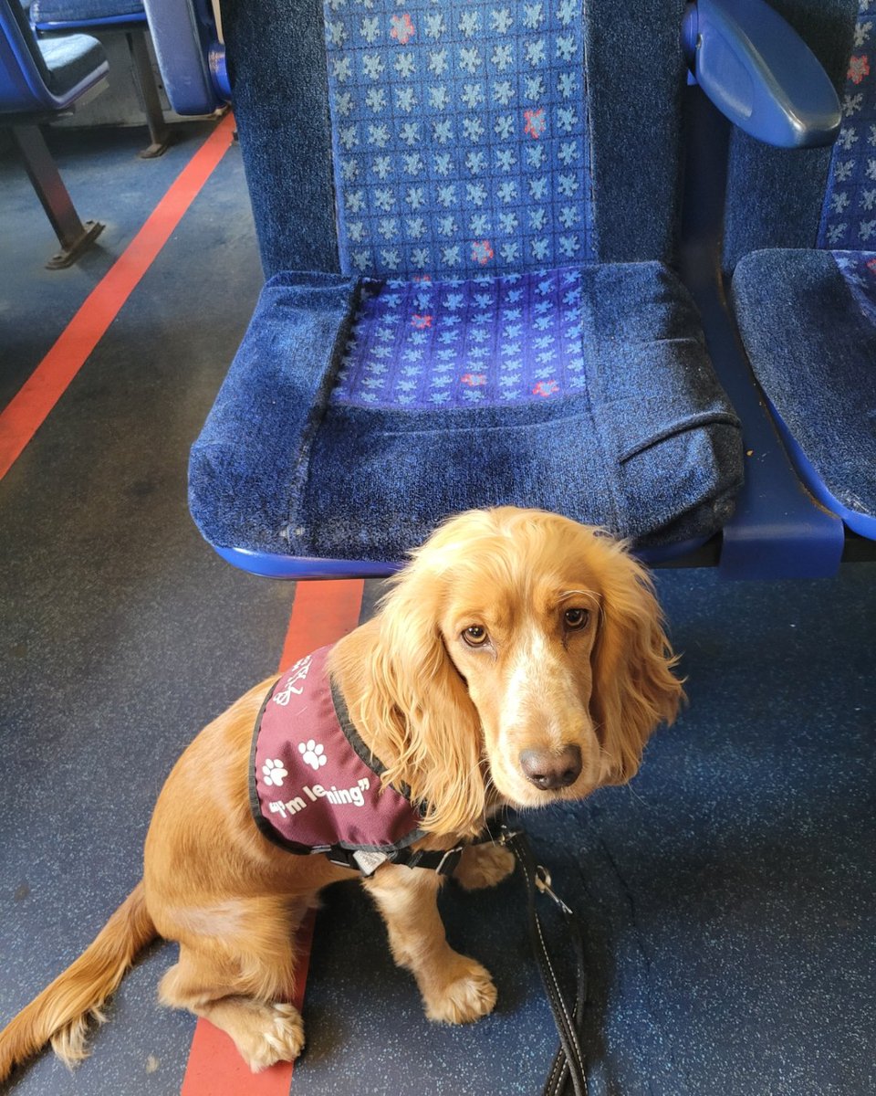 HearingDogs's tweet photo. All aboard! 🚆

Going on public transport is a crucial stage in hearing dog training in case Ada's future deaf partner travels by train.

Our clever pup settled amazingly well, and was completed unfazed by the strange sounds and movements on the train. 

Well done Team Ada! 👏 https://t.co/L4IMUkZrLc
