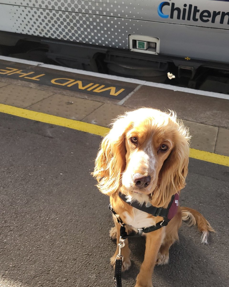 HearingDogs's tweet photo. All aboard! 🚆

Going on public transport is a crucial stage in hearing dog training in case Ada's future deaf partner travels by train.

Our clever pup settled amazingly well, and was completed unfazed by the strange sounds and movements on the train. 

Well done Team Ada! 👏 https://t.co/L4IMUkZrLc