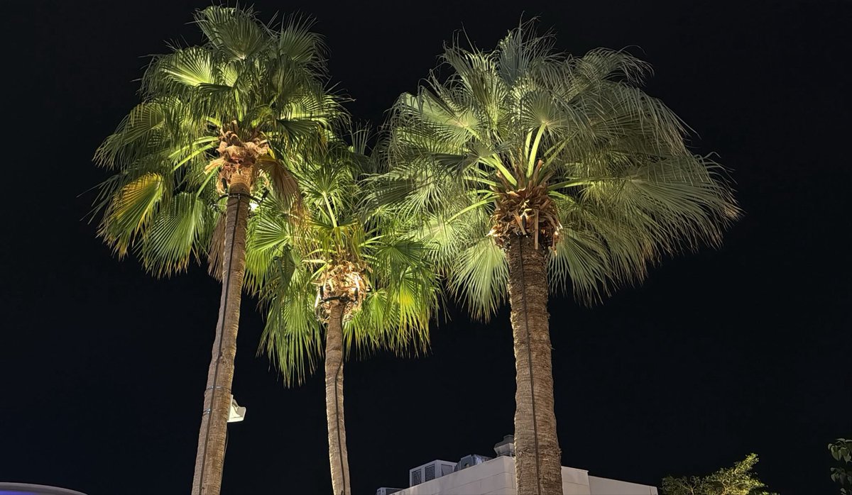 p3wqe's tweet photo. 👩🏻‍❤️‍👩🏻🌴 https://t.co/Dd6zNFdeSh