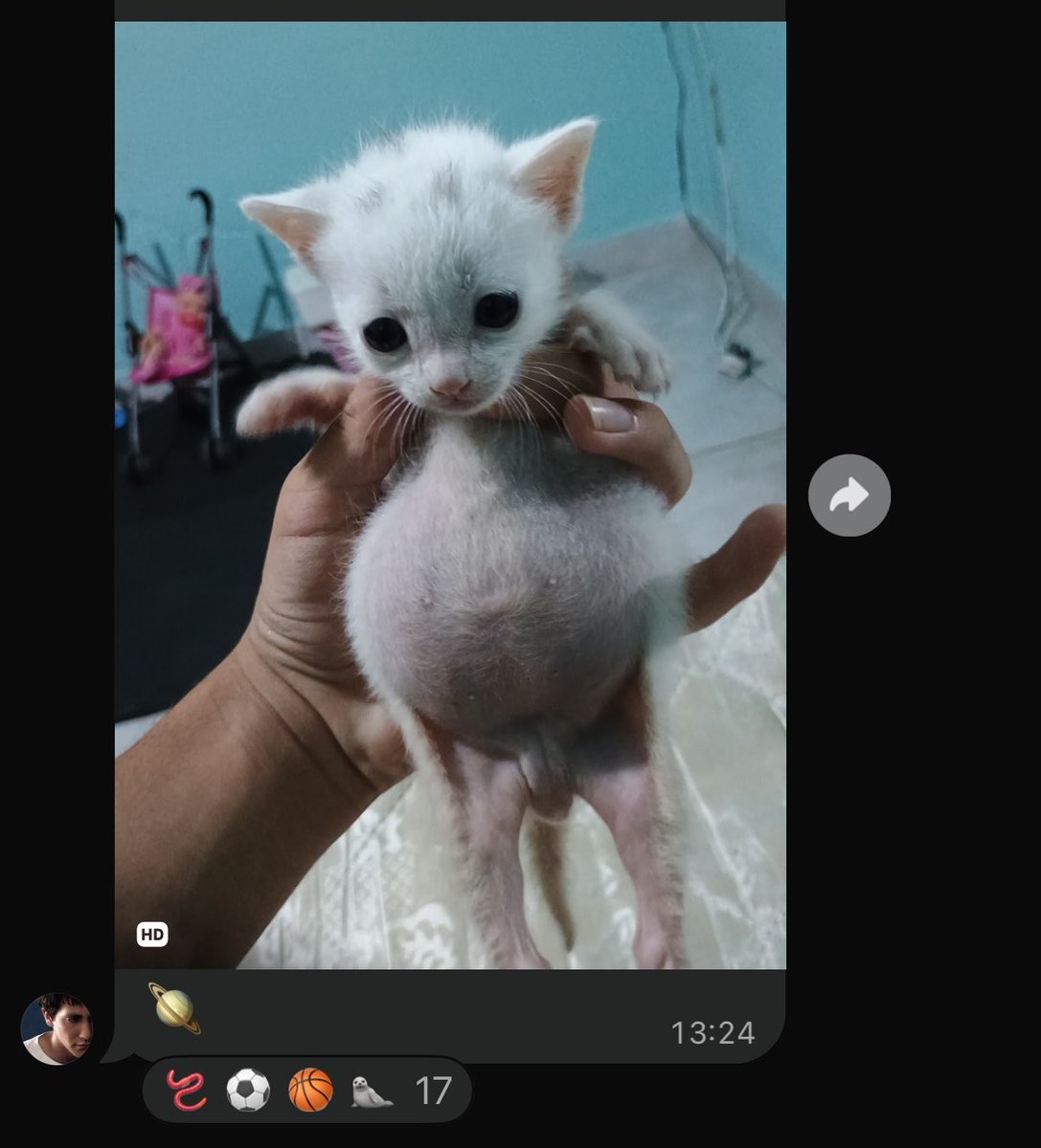 demicabofriense's tweet photo. entrei no grupo dos gatos em silencio e estou me divertindo pqp https://t.co/OiQkynv3YE