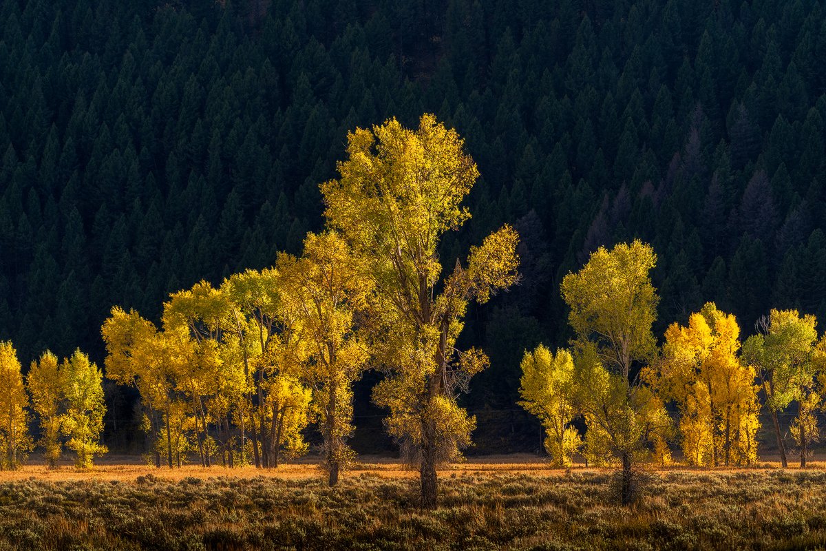 shrkshtr's tweet photo. Backlit Cottonwoods, Grand Teton NP

@GrandTetonNPS https://t.co/BaJL5Eh1mu