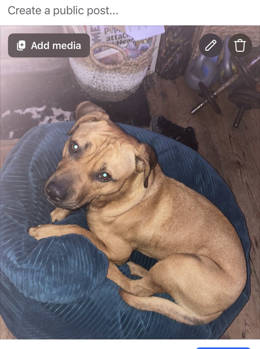 millypod1's tweet photo. 🆘2 OCT 2026 #Lost Dash #ScanMe
YOUNG Staffordshire Bull Terrier Cross Male
Romborough Gardens #Lewisham #SE13
#London #GreaterLondon
https://t.co/1S24JsuLZY https://t.co/68zeRqcqns