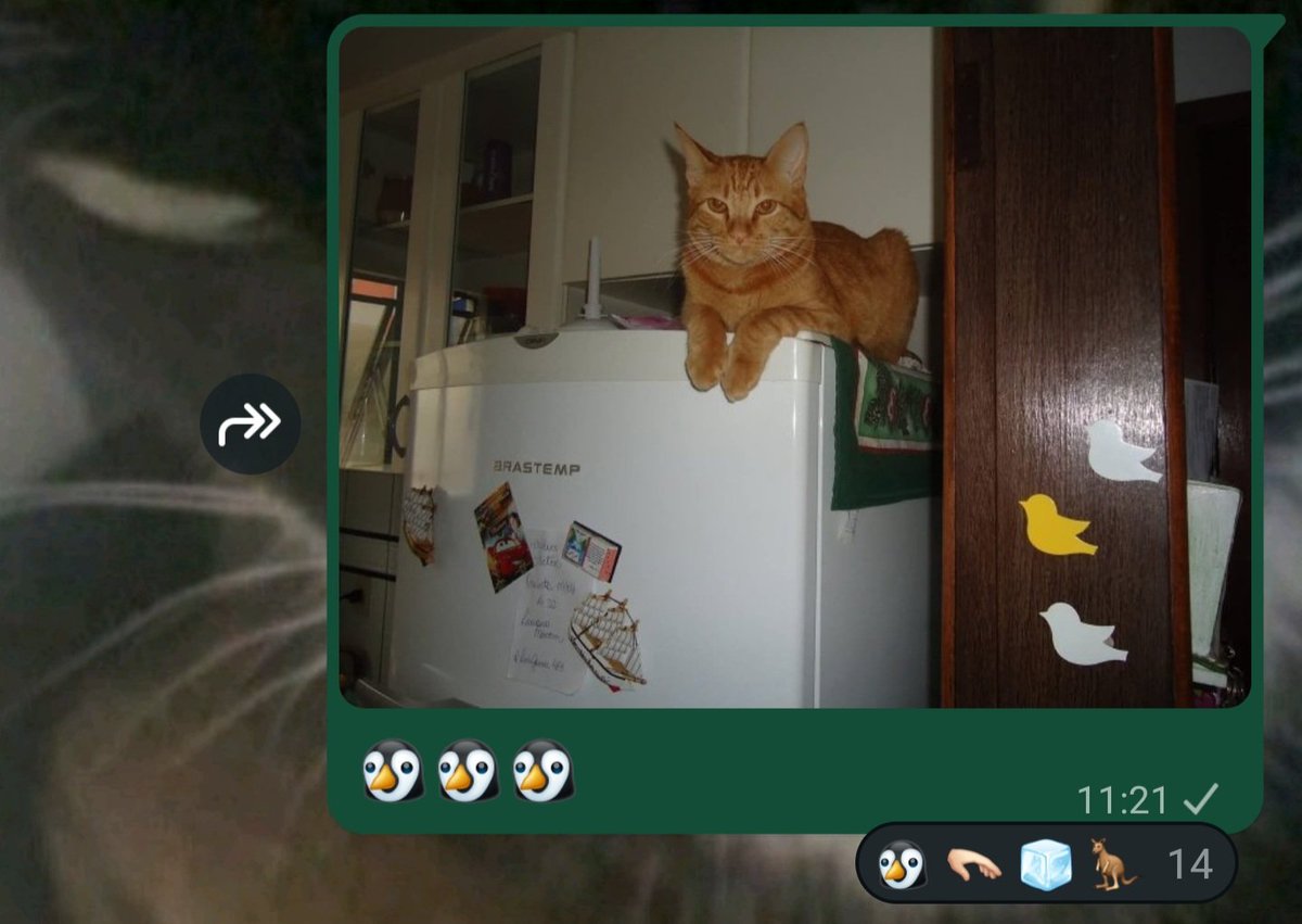 odeioestranho's tweet photo. @ninimagica O meu gato!! https://t.co/ofjc7GsGH7