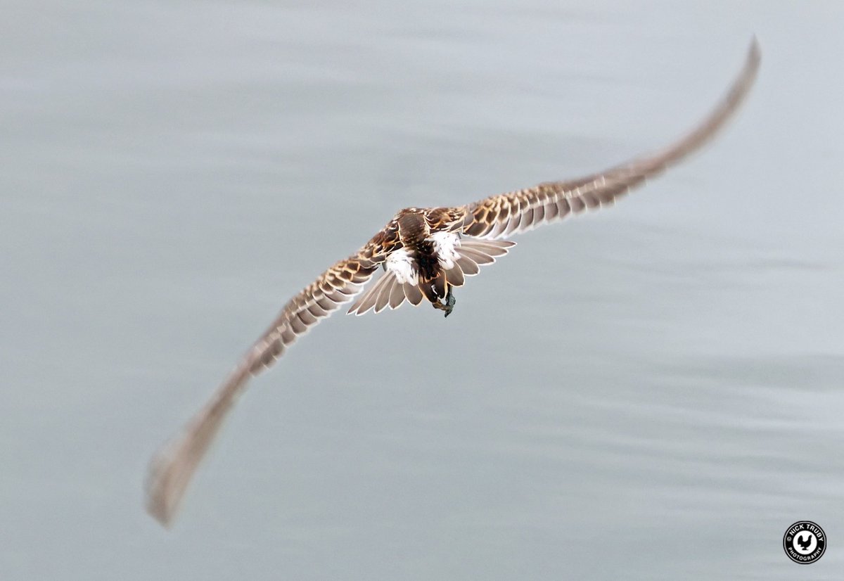 old_caley's tweet photo. After only gaining distant views of the Pectoral Sandpiper at the Oxon Golf Club yesterday, I was passing there today so went in for seconds. Glad I did too! @BirdGuides @RareBirdAlertUK @waderquest @OOSbirding Nice find by @NickMarriner1 https://t.co/uOJFDnMYoO