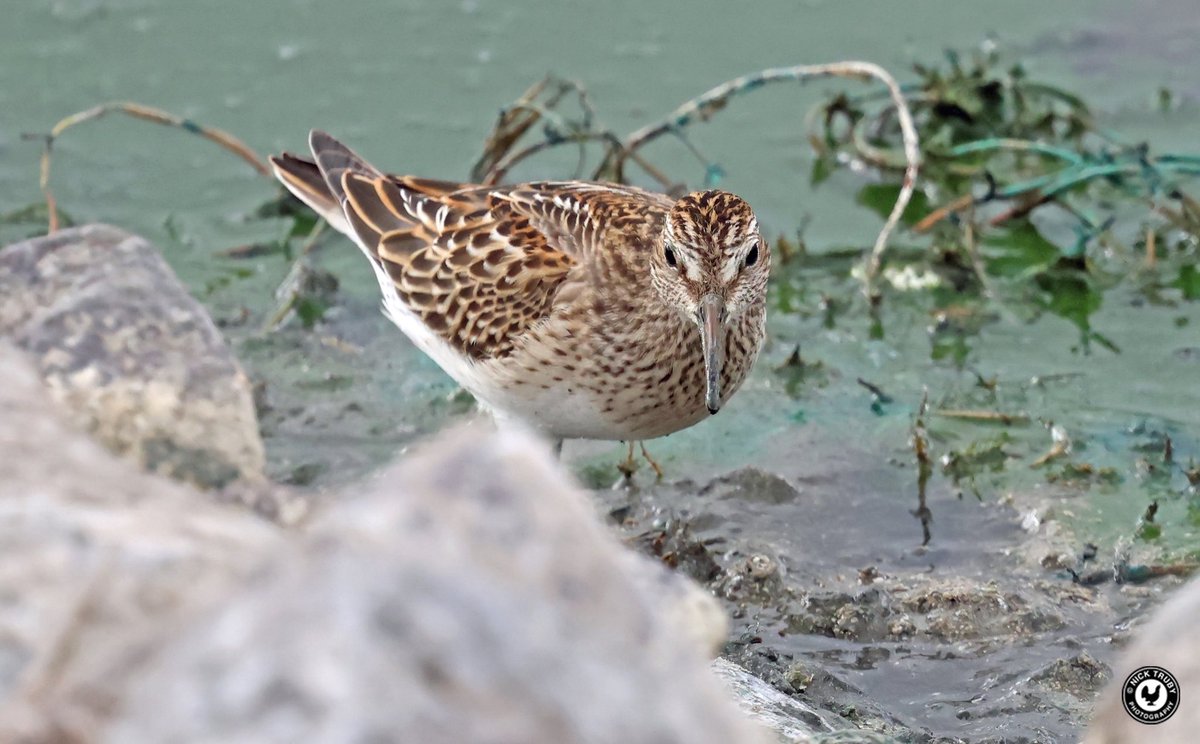 old_caley's tweet photo. After only gaining distant views of the Pectoral Sandpiper at the Oxon Golf Club yesterday, I was passing there today so went in for seconds. Glad I did too! @BirdGuides @RareBirdAlertUK @waderquest @OOSbirding Nice find by @NickMarriner1 https://t.co/uOJFDnMYoO