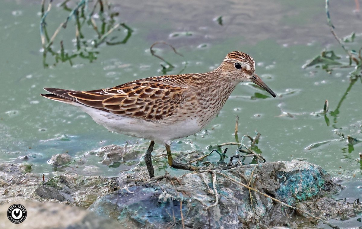 old_caley's tweet photo. After only gaining distant views of the Pectoral Sandpiper at the Oxon Golf Club yesterday, I was passing there today so went in for seconds. Glad I did too! @BirdGuides @RareBirdAlertUK @waderquest @OOSbirding Nice find by @NickMarriner1 https://t.co/uOJFDnMYoO