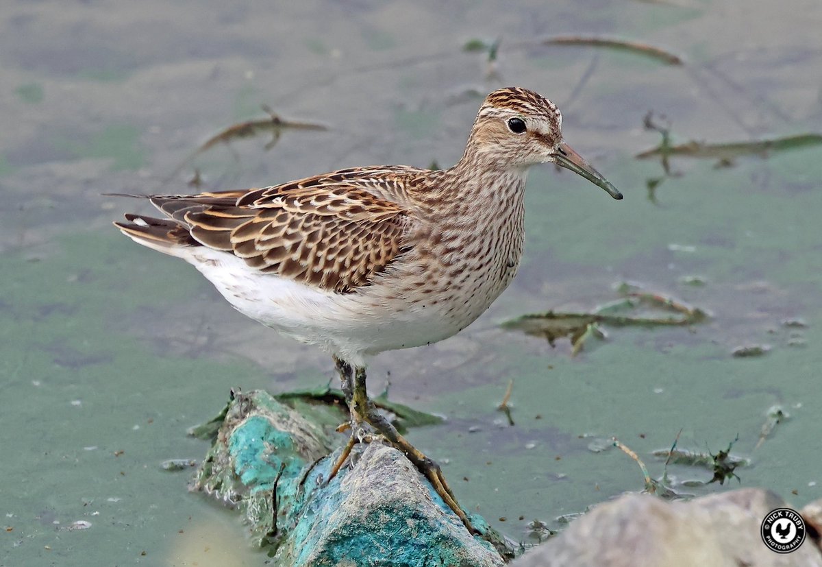 old_caley's tweet photo. After only gaining distant views of the Pectoral Sandpiper at the Oxon Golf Club yesterday, I was passing there today so went in for seconds. Glad I did too! @BirdGuides @RareBirdAlertUK @waderquest @OOSbirding Nice find by @NickMarriner1 https://t.co/uOJFDnMYoO