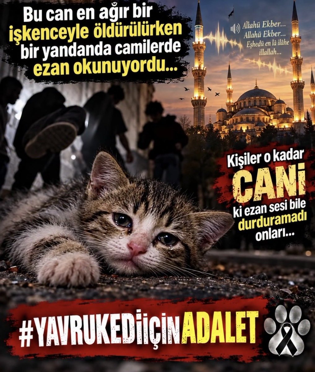 Tuikbilge's tweet photo. #YavruKediçinAdalet

Bu meleğin direnişini herkes görebilseydi mutlaka pes etmemek nedir anlardı. 
İnanıyorum ki bir avuç kalmayacağız. 
Bu ülkede çoook insan hayvan sever vicdan sahibi. 

Aramıza ekilen nifak tohumlarının farkındayız. 

Bu direniş insan olabilme direnişi. 

Bu direniş Adalet direnişi.

Bu direniş iblislere karşı vicdanın direnişi.

Saygıyı hakediyor.
Sevgiden vazgeçmiyor.

@RTErdogan
@EmineErdogan 
@iletisim
@barolar
@istbarohhaklari
@abhhmerkezi
@adalet_bakanlik
@TC_icisleri

#4EkimiKutlamıyoruz