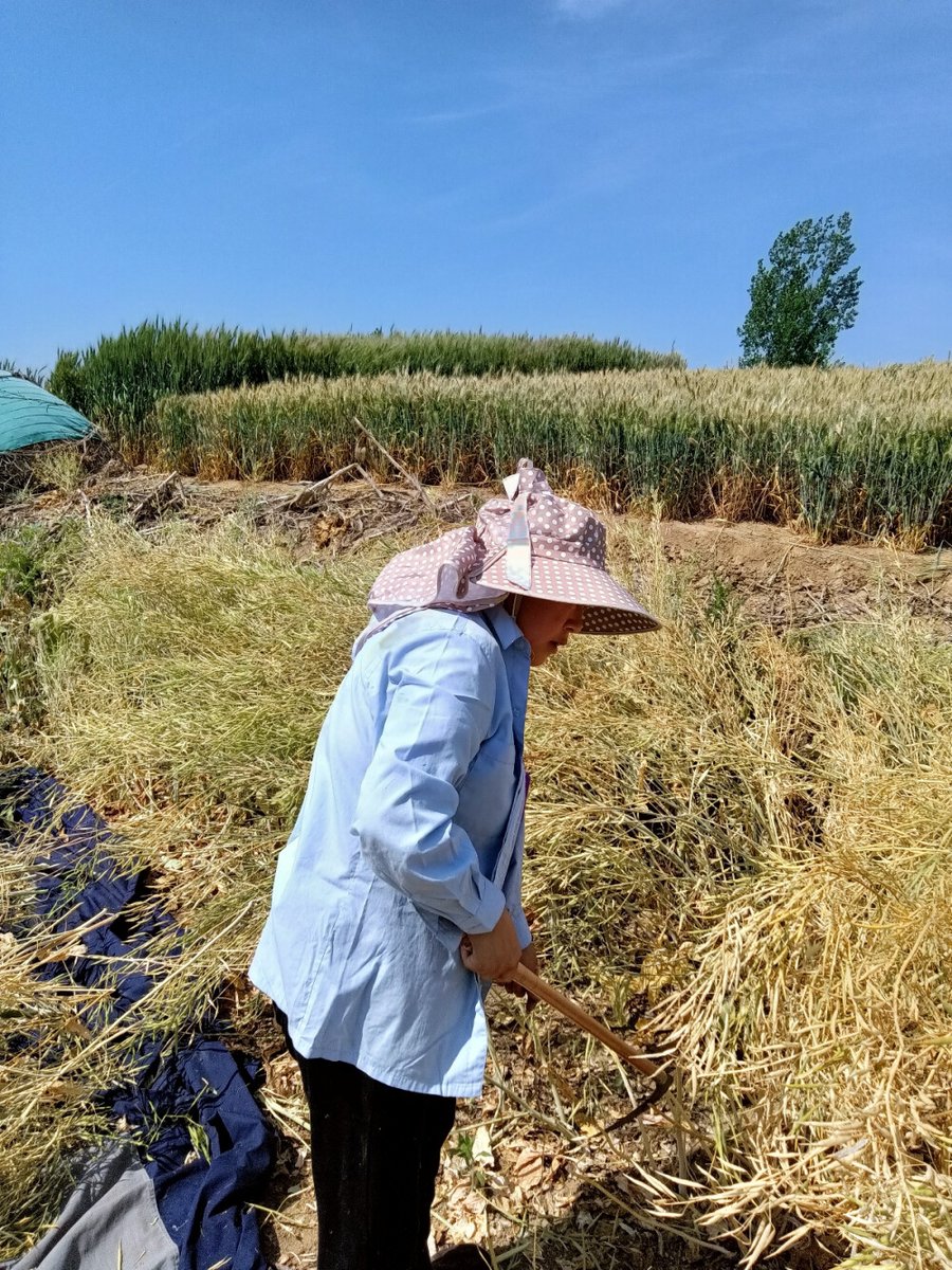 rapi_nexus__941's tweet photo. [The reed stalk leans gently, a worker carefully grooms and sews, while a deep pit lies nearby in this rural work scene.] https://t.co/Xr5U2Snu4r