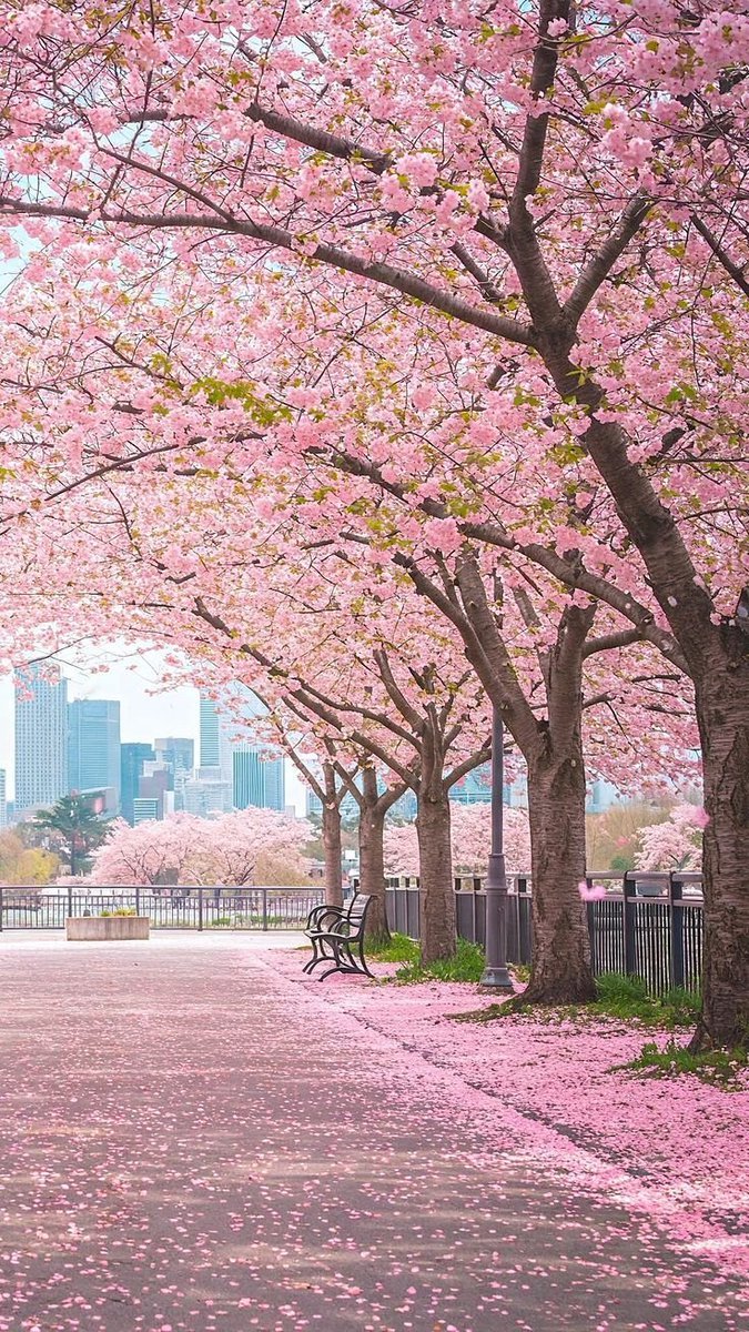 pictures033's tweet photo. Cherry Blossoms in Japan 🇯🇵🌸 https://t.co/eFnFqZr6HG