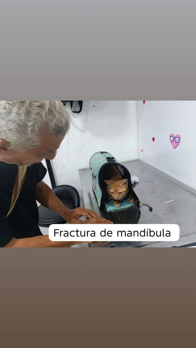 fundacion_gaba's tweet photo. ‼️‼️ El gato de don Carlos ‼️‼️

Ya tenemos las placas y nos confirma que si tiene fractura de mandíbula 😥😥 nos cuenta don Carlos que el gatito se le perdió y volvió así 😪😪 es un adulto mayor que ama a su gatito y que nos necesita 😔😔 por obvias razones no puede costear la https://t.co/FSwp4sCbu3