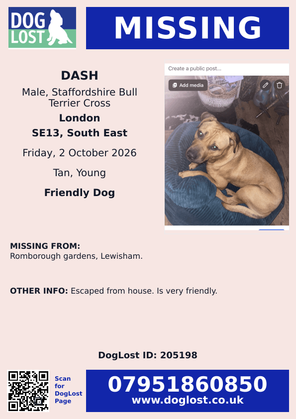 millypod1's tweet photo. 🆘2 OCT 2026 #Lost Dash #ScanMe
YOUNG Staffordshire Bull Terrier Cross Male
Romborough Gardens #Lewisham #SE13
#London #GreaterLondon
https://t.co/1S24JsuLZY https://t.co/68zeRqcqns