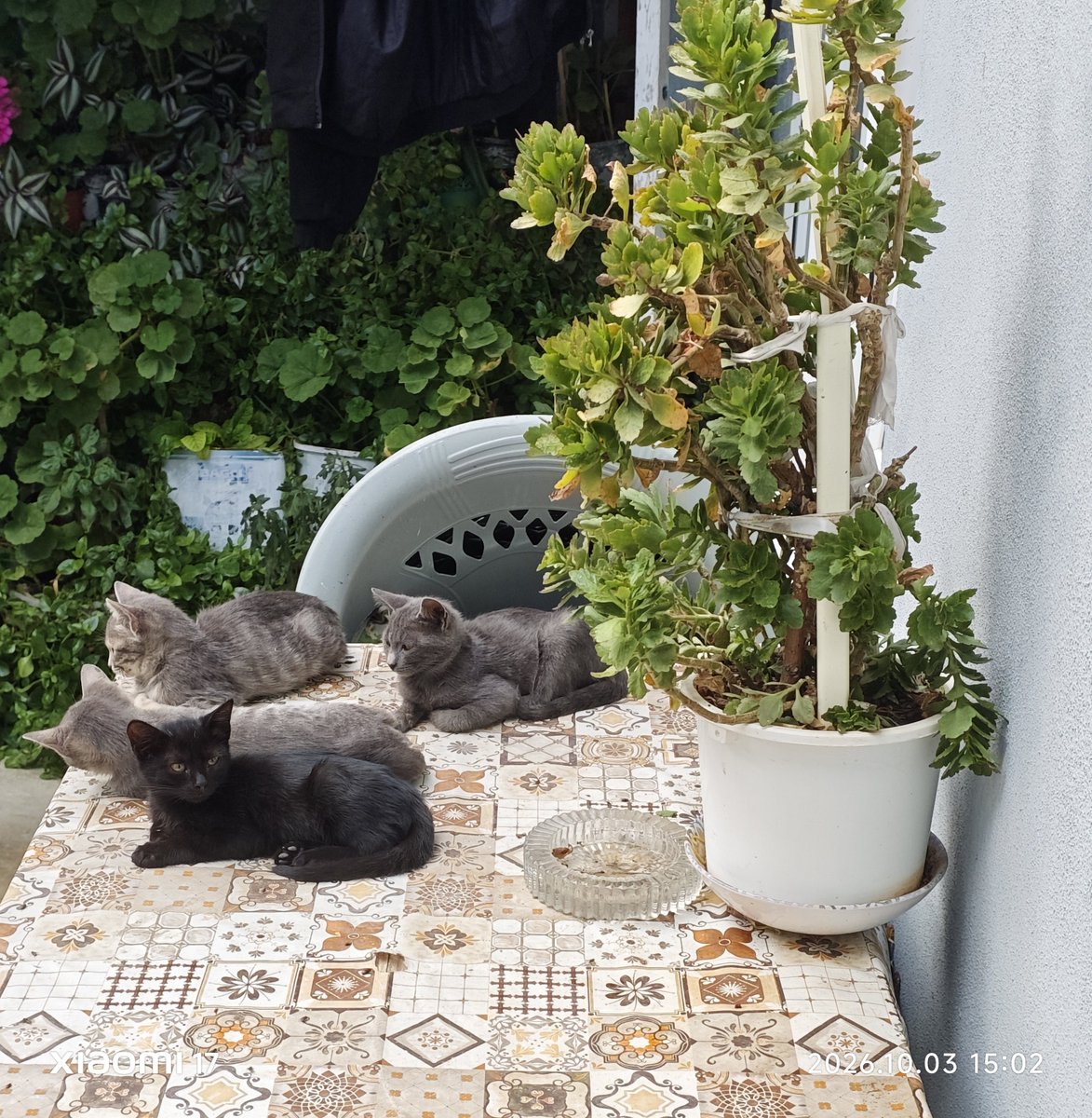 ibrahimk_1988's tweet photo. Pisilerim 🐱🐱🐱 https://t.co/kxVLipNKNC