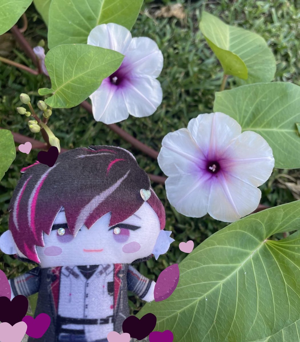YenNhi_610's tweet photo. 🍠💟Sweet potato flowers 💟🍠
Reminds you how underneath it all, with tender love and care, sweetness will grow. #dailyver https://t.co/1XzyCKPIlx