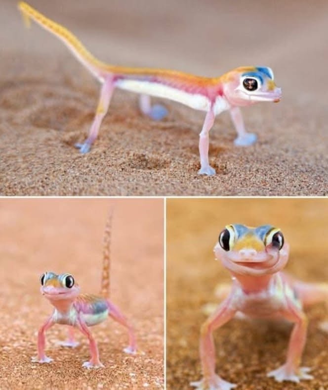 Hana_b30's tweet photo. The ghost gecko, you can literally see through it! https://t.co/limQQ7kEKP