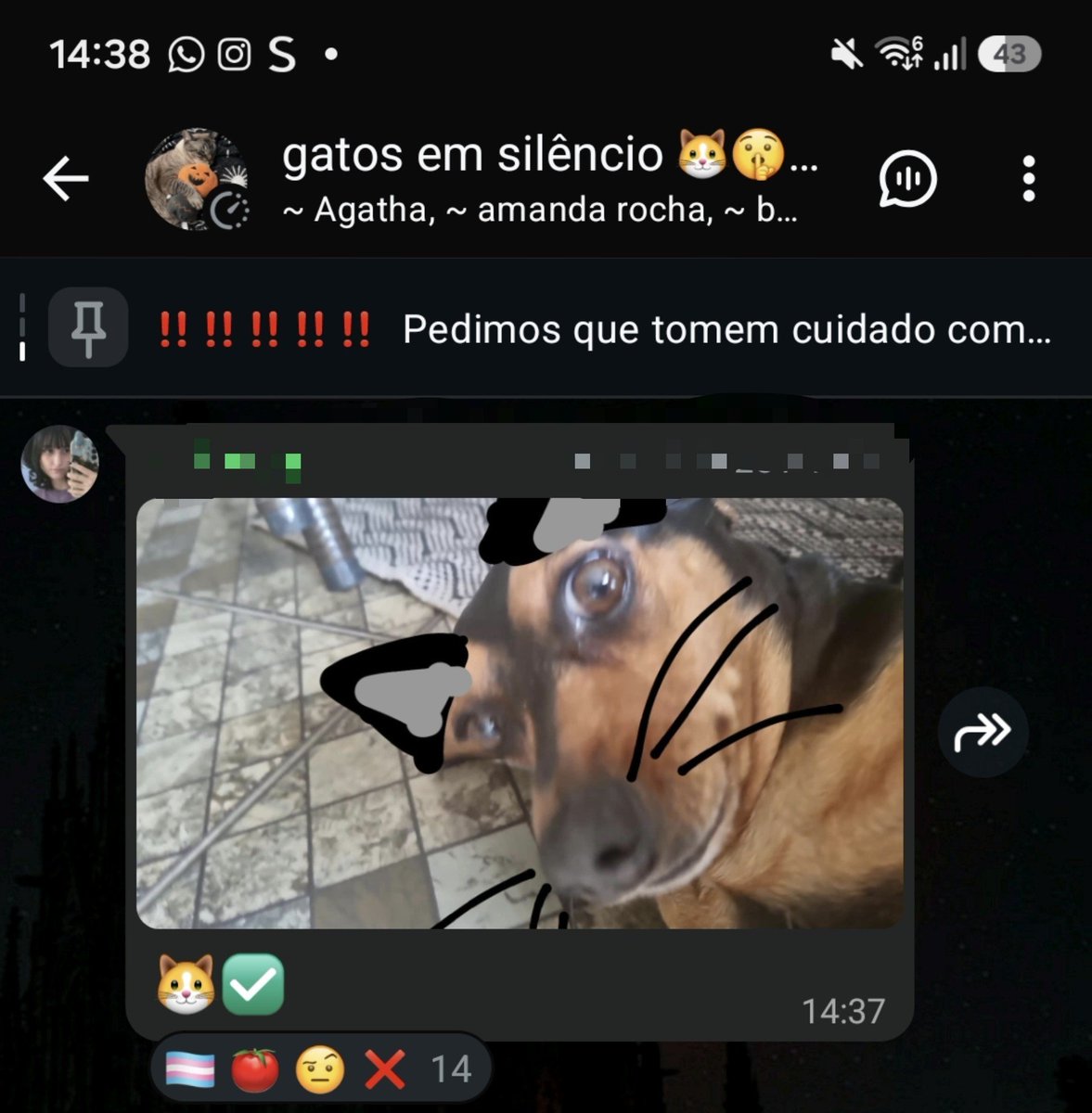 larryprideful's tweet photo. mds gato trans no grupo gatos em silêncio https://t.co/KVNLrdiMkD