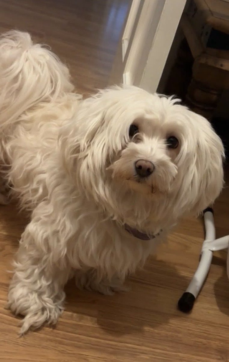 millypod1's tweet photo. 🆘3 OCT 2026 #Lost Tina #ScanMe
ELDERLY Bichon /Maltese Female
Burnt Oak/ Colindale/ Mill hill/ #Queensbury #Edgware #GreaterLondon #HA8
https://t.co/bfgJfufywL https://t.co/vwFswc66e8